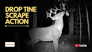 Big DROP TINE Buck Works Mock Scrape | Trail Cam Video