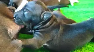 New dog's babies are breastfeeding, And get mum's milk❤️❤️#puppy #cute #viral #dog #viralvideo