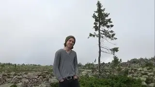 Holy Old Tjikko: Der &auml;lteste Baum der Welt (10.000 Jahre) | #Shorts