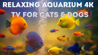 Aquarium for Cats and Dogs &ndash; Relaxing Fish & Bubbling Water Sounds | 8 Hours of Pet TV in 4K