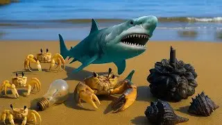 What I Found While Coast Foraging crab&hellip; Then a Shark Showed Up!