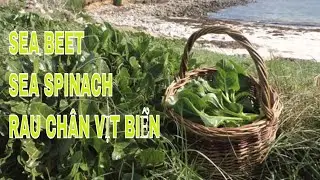 Coastal Foraging. Sea Spinach. Sea Beet. Pick and cook wild coastal vegetable. Rau ch&acirc;n vịt biển.