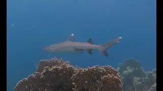 Egypt - Royal Brayka 6/2025 + Sataya + Shark + Scorpionfish
