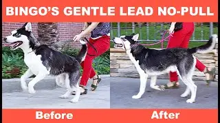 Bingo's Gentle Lead No-Pull Headcollar