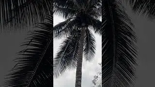 Amazing & Incredible Climbing Skills @Africa