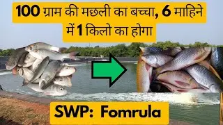 How to grow fish fast. 6 Month Get 1 kg | How to grow fish quickly | SWP: Formula|