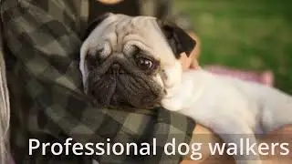 Local Dog Walker