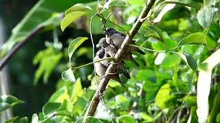 Birds together on the branch