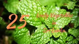 Leafy Vegetables in Sri Lanka | Green Leaves in Sri Lanka | Herbs in Sri Lanka.