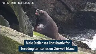 Wild Steller Sea Lions Battle for Breeding Territories in Alaska