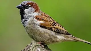 Amazing Sparrow Bird Compilation Photos slide| Lovely Bird |