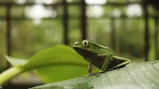 El Parque Nacional del Manu y el espectáculo de la vida salvaje