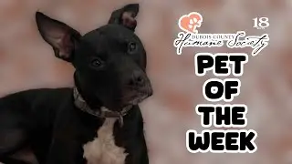 Meet Rookie, The Dubois County Humane Society Pet of The Week!