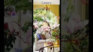 Canary sound no copyright