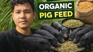Best quality pig feed | Organic feed for pig