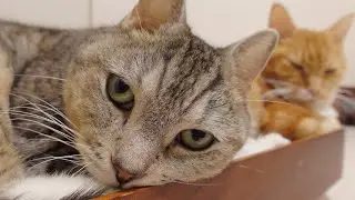くっついてゴロゴロ言っている仲良し猫ズ。