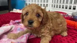 Donny7228 Cavapoo Puppy  