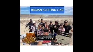 BERBURU RIBUAN KEPITING LIAR