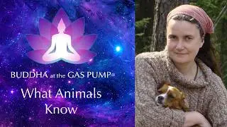 Emelie Cajsdotter - Buddha at the Gas Pump Interview