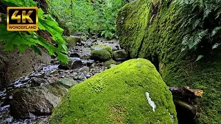 Нежный журчащий ручей и пение птиц | Лесной ручей весной [4K]