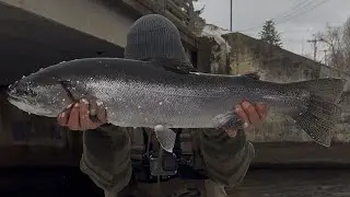 Salmon river steel head 2025 