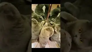 😂🤣#funnycats #cats #nature #animals #shorts #ytshorts 😍 #lovevoice