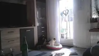 D&uuml;mster