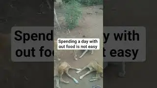 donate anything for food to the poor dogs #fundraising#germany #ukdogs