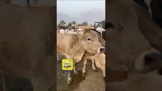 مزدات الجمعة بمدينة الأنعام ببريدة (أبقار، طيور، أغنام نجدية) ..29-11-1442