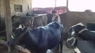 CFC NETSUR DHARMPUR (AKASH 9426611516)
