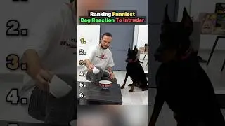Ranking funniest Dog Reaction To Intruder 😂 #dog #funny #viral