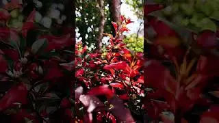 #бог #цветы #природа #счастье #радость #умиротворение #созерцание #красота #4K #HD