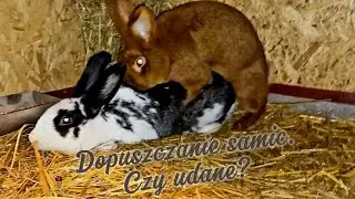 Dopuszczanie samic|Ostatnie zakoty w 2023|Wstępne sprawdzanie płci u młodzieży|Karmienie królików