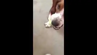 Lennox demonstrating some serious fetch skills