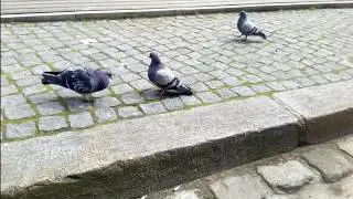 Berliner Tauben in der Balz - der tanzende Br&auml;utigam