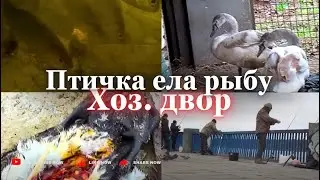 Питаясь рыбой с р. ДНЕПР , птичка нас покинула!10 янв . 26г.ЭКО-Запорожье