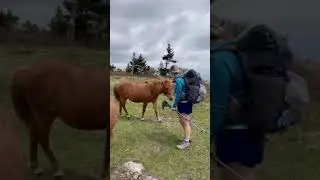 The wild ponies of the Appalachian Trail