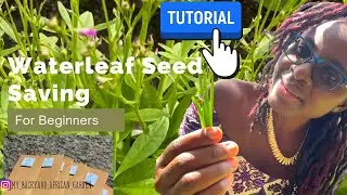 How to Collect & Save Waterleaf (African Spinach) Seeds @YAJESGARDEN