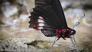 Have You Ever Seen A Butterfly Pee? - Video by Thomas Marent
