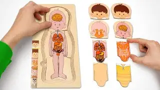 What&rsquo;s Inside My Body? 🧠🫀 Learn Body Parts, Organs & Emotions for Kids
