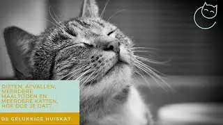 KATTEN OP DIEET, AFVALLEN, MEERDERE KATTEN MEERDERE MAALTIJDEN - De gelukkige huiskat | Kattengedrag