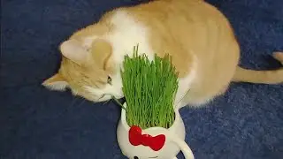 Peaches the Cat - Munching on Fresh Grass 