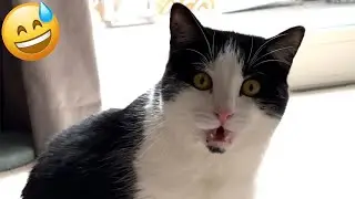 Funny ANIMALS videos 😂 | Funniest Cats and Dogs