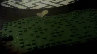 IT sings a song ( last of the family seed )