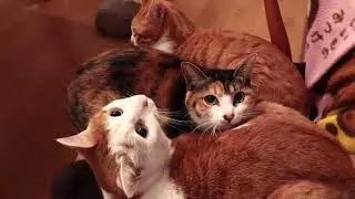 Super Ultimate Sweet & Cute Cats 2025 December Compilation