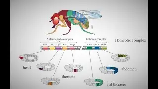 GENIC REGULATION OF DROSOPHILA  DEVELOPMENT.