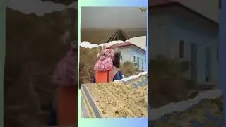 China's Green Desert Revolution!