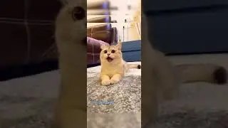 #catsoft# /Good actor cat