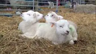 Lambing Weekend - Hadlow College, Tonbridge