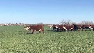 Herefords - Rafter J - Spring 2023